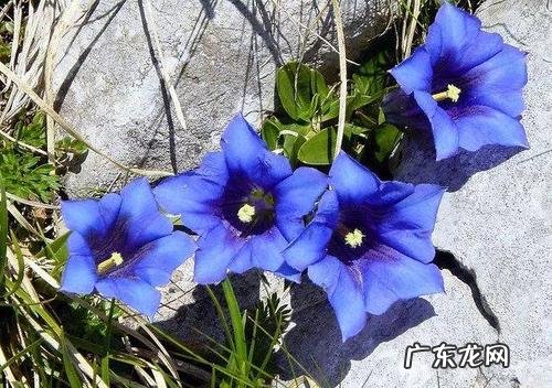 龙胆花冬天怎么养护 安全过冬的养殖方法