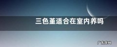 三色堇适合在室内养吗