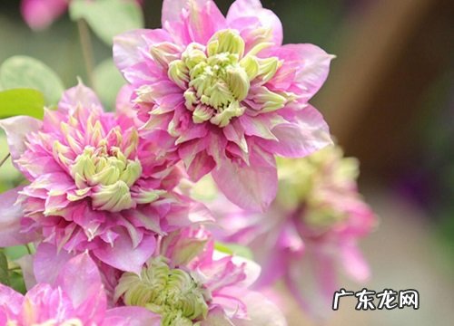 铁线莲冬天开花吗