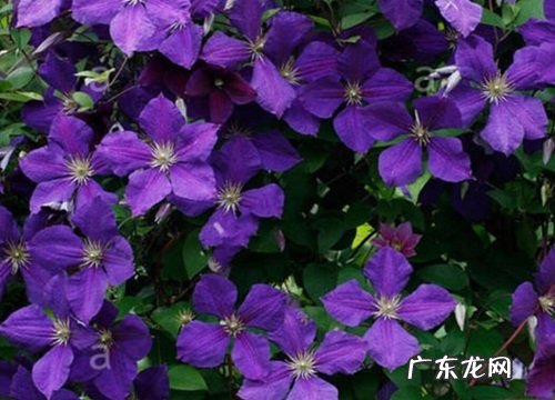 铁线莲冬天开花吗