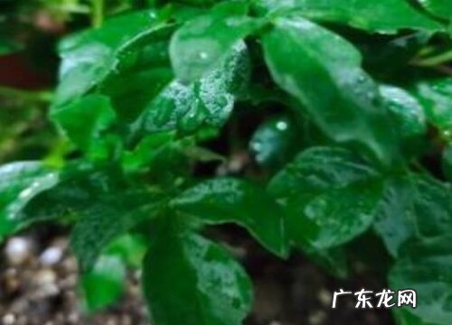 平安树喜水吗