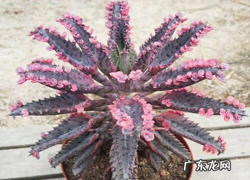 景天科植物有哪些