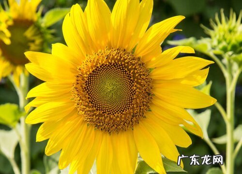 葵花什么时候播种合适