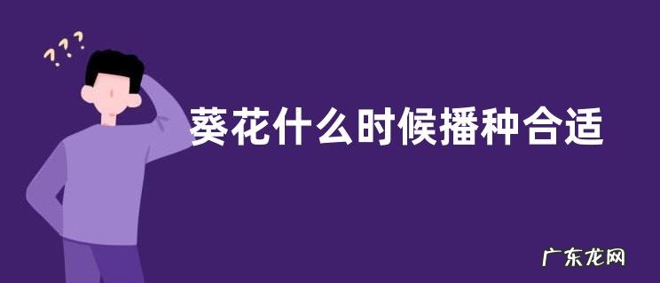 葵花什么时候播种合适