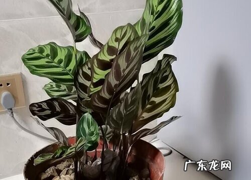 孔雀竹芋喜光吗