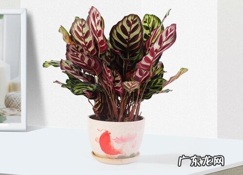 孔雀竹芋喜光吗