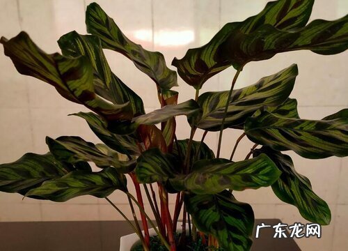 孔雀竹芋喜光吗