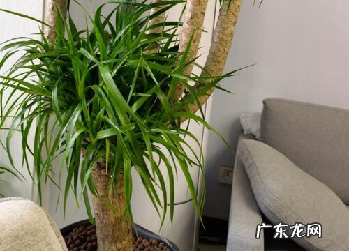 龙须树浇水的正确方法