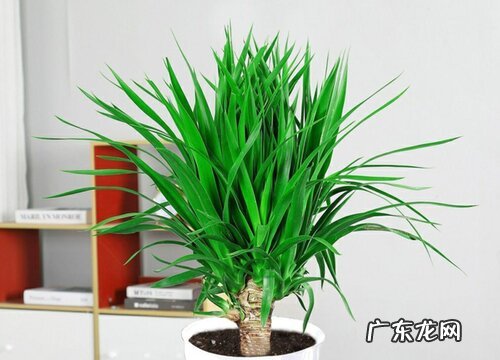 龙须树浇水的正确方法