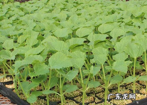 黃瓜怕晒太阳吗