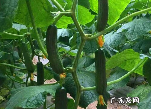 黃瓜怕晒太阳吗