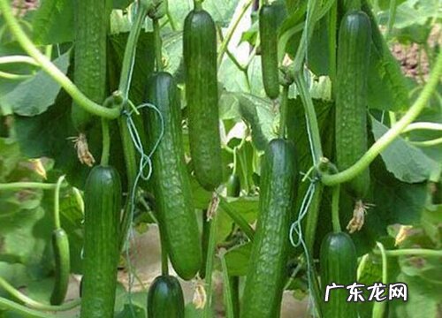 黃瓜怕晒太阳吗