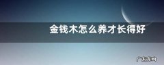 金钱木怎么养才长得好