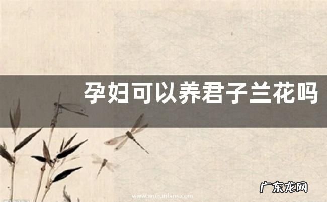 孕妇可以养君子兰花吗