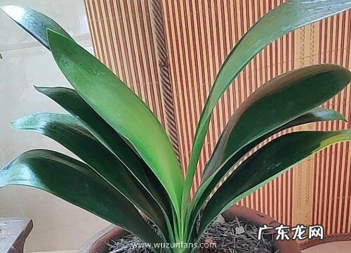 孕妇可以养君子兰花吗