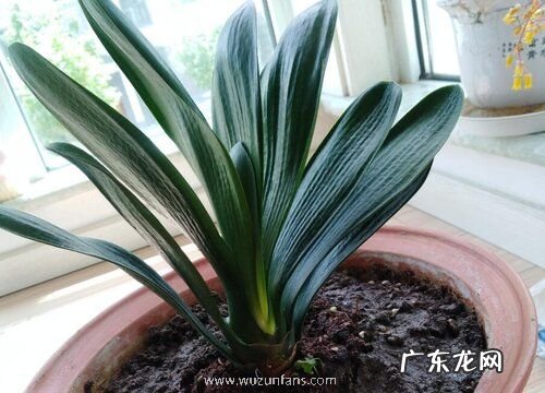 孕妇可以养君子兰花吗