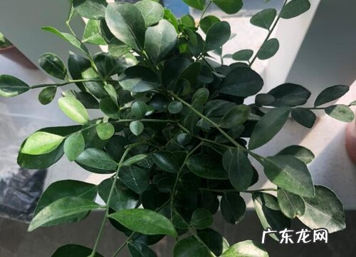 孕妇可以养九里香吗