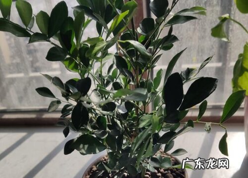 孕妇可以养九里香吗