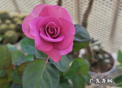 孕妇可以养山茶花吗