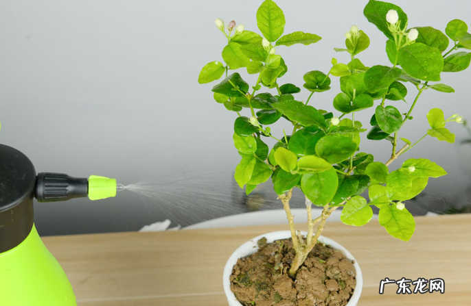 茉莉花喜光吗 喜阴还是喜欢阳光