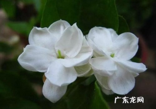 茉莉花喜光吗 喜阴还是喜欢阳光