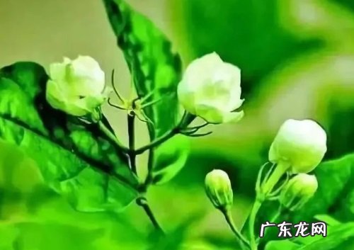 茉莉花喜光吗 喜阴还是喜欢阳光