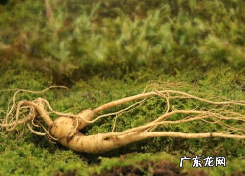 野山参的生长环境及生长地方条件