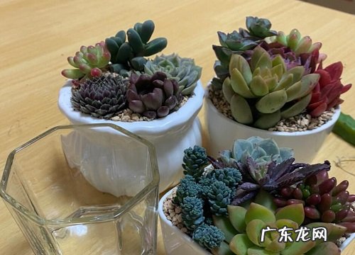 厨房里养什么花和植物好