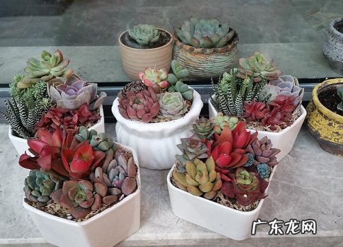 厨房里养什么花和植物好