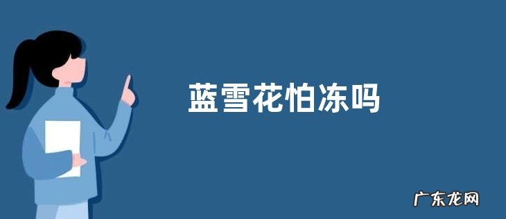 蓝雪花怕冻吗
