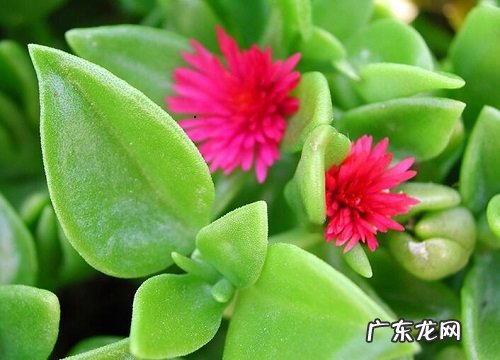 牡丹吊兰怕晒太阳吗