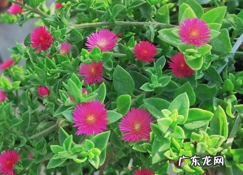 牡丹吊兰怕晒太阳吗