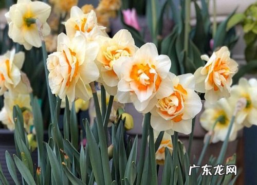 楼房里适合养什么花和植物