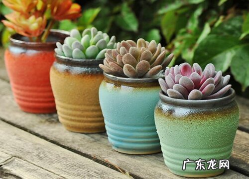 陶罐适合养什么花