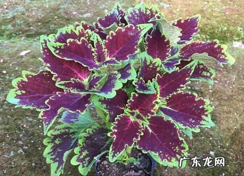 彩叶草怕晒太阳吗