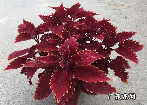 彩叶草怕晒太阳吗