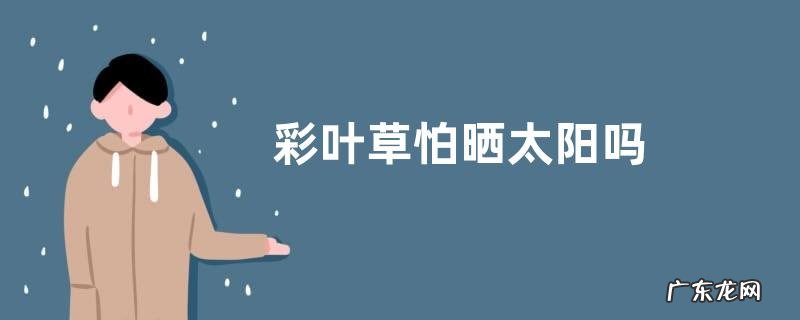 彩叶草怕晒太阳吗