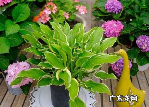 光照不好适合养什么花