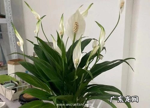 属兔的人适合养什么花卉