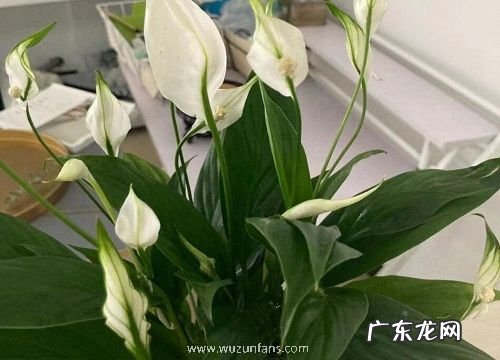 属兔的人适合养什么花卉