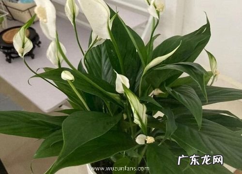 属兔的人适合养什么花卉
