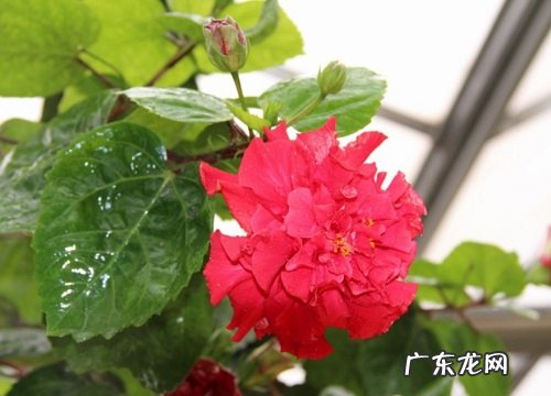 深秋适合养什么花和植物