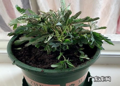 含羞草怕冷还是怕热