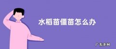 水稻苗僵苗怎么办