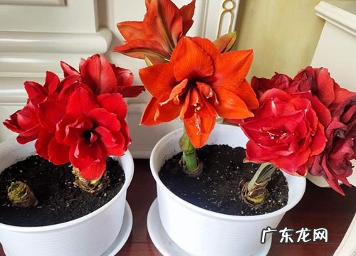 办公室阴面适合养什么花