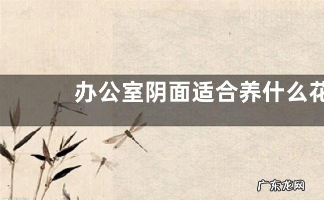 办公室阴面适合养什么花