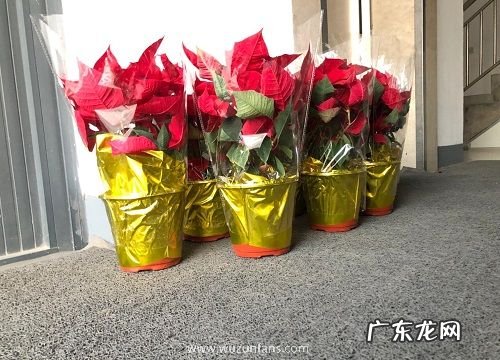 初冬适合养什么花