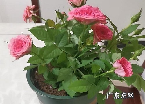 玫瑰是喜阳还是喜阴