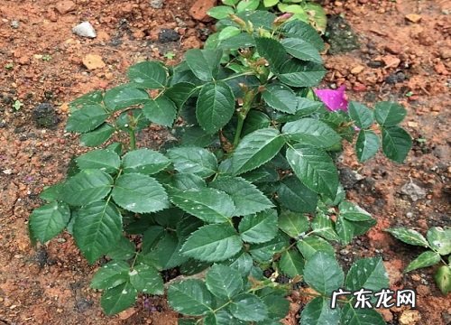 玫瑰是喜阳还是喜阴