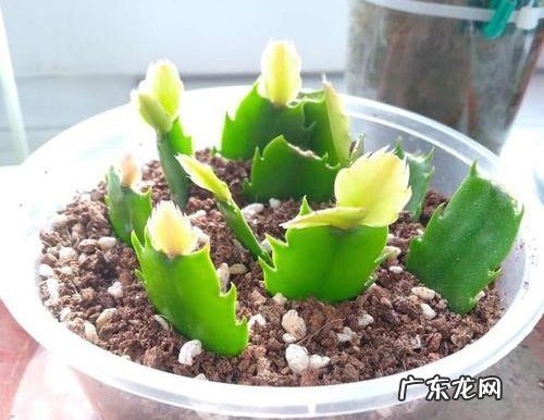 蟹爪兰什么时候分盆最合适 容易成活